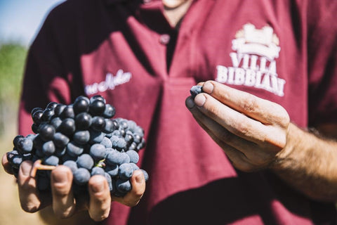 Montereggi IGT Toscana 2018, Villa Bibbiani