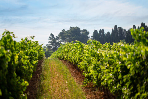 Merlot Grenache IGP Pays d'Oc 2023, Perle du Sud