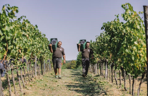 Pulignano IGT Toscana 2018, Villa Bibbiani