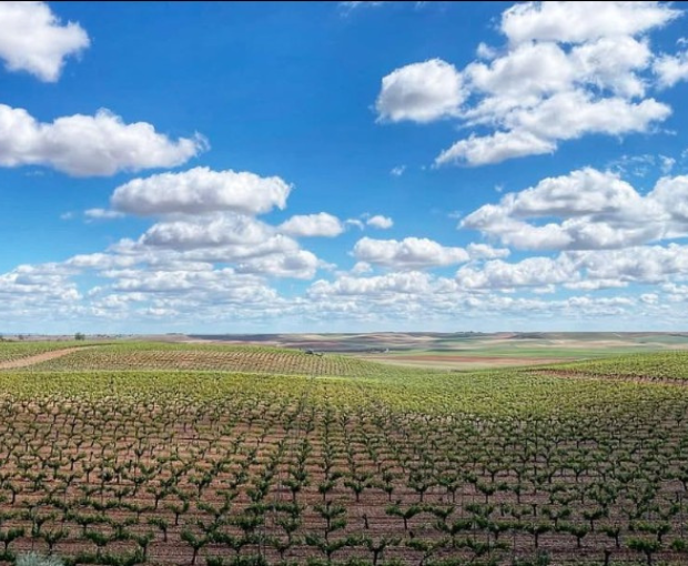 Verdejo DO Rueda 2024, Sotoverde