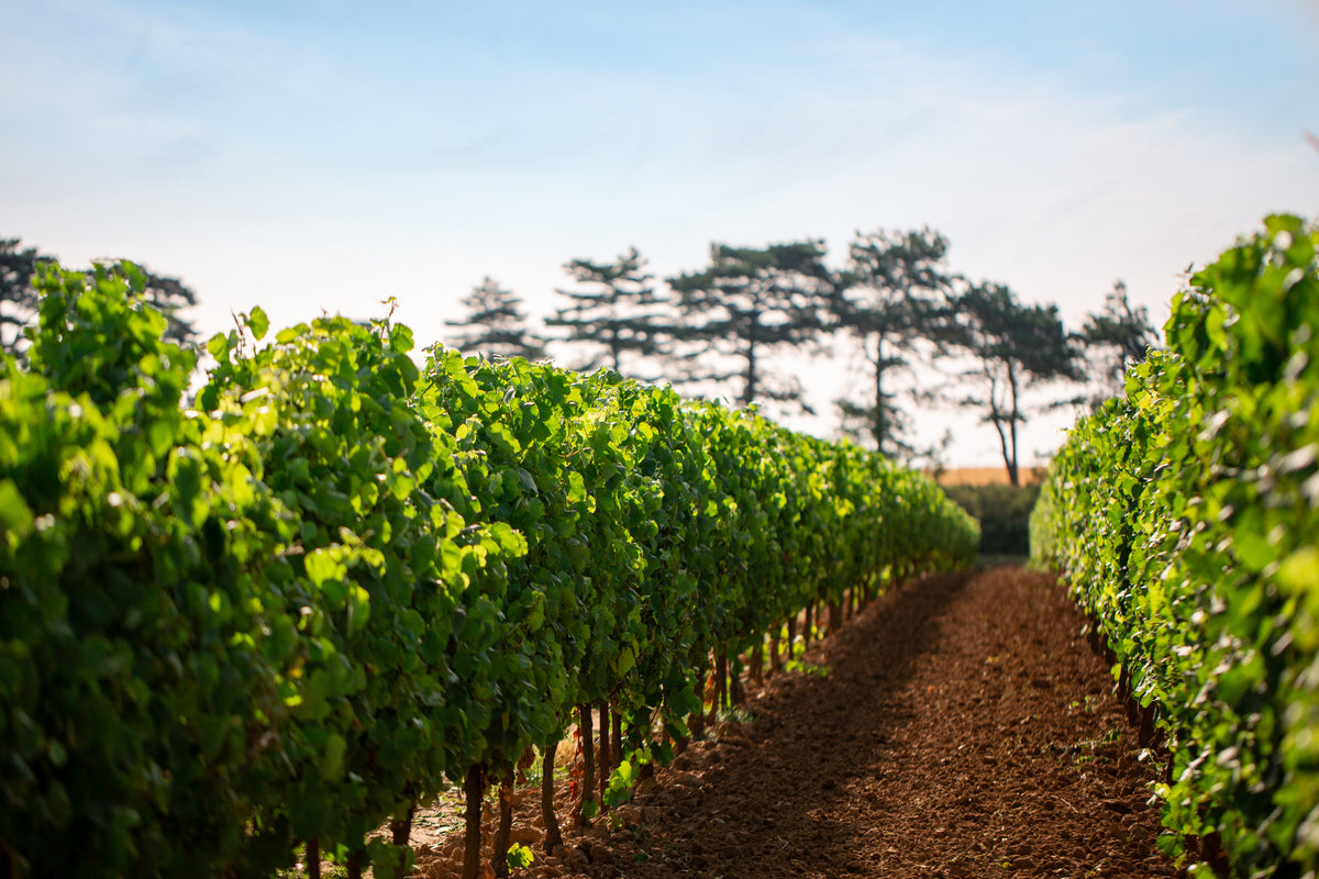 Chardonnay Vermentino IGP Pays d'Oc 2024, Perle du Sud
