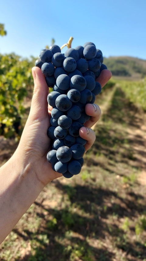 Rioja Alta DOCa Crianza Lagar de Cayo 2020, Quiroga de Pablo