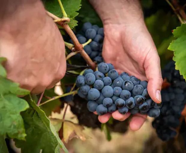Numanthia 2019, Bodega Numanthia