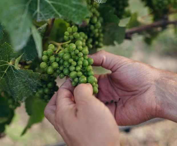Sauvignon Blanc 2024, Cloudy Bay