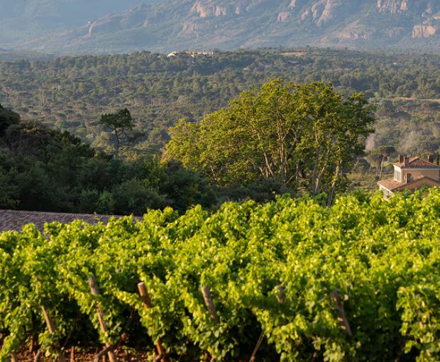 Wine at Home