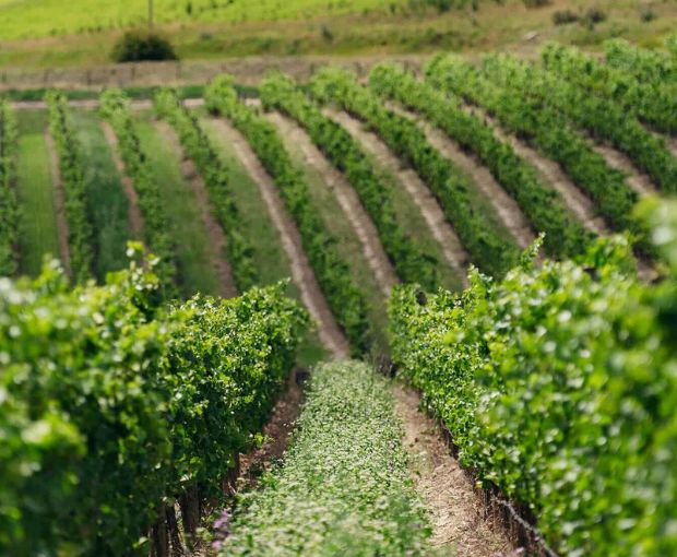 Sauvignon Blanc 2024, Cloudy Bay