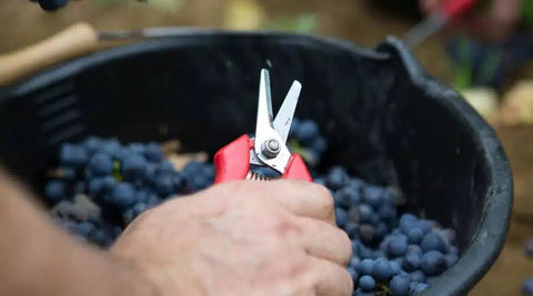 Bourgogne AOC Cuvée Perle Rare 2021, Domaine de la Galopière