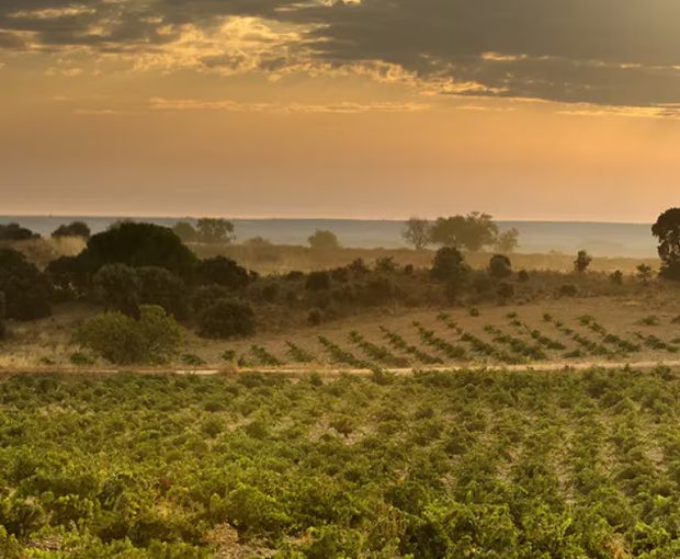 Numanthia 2019, Bodega Numanthia