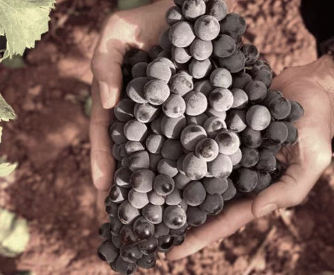 Rock Angel Rosé 2024, Château d'Esclans