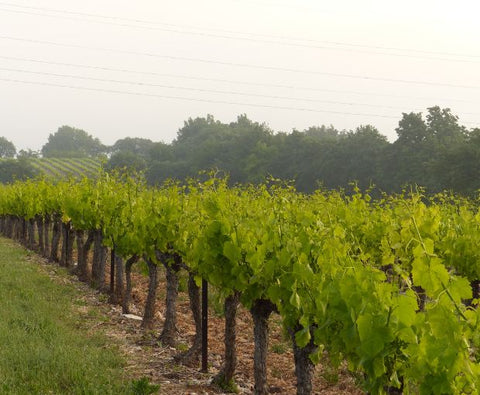 Duché d'Uzes AOP White 2023, Famille Montescaud