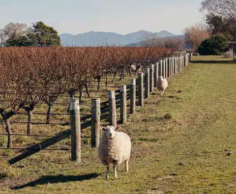 Chardonnay 2022, Cloudy Bay
