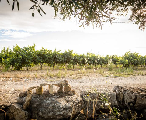 Duché d'Uzes AOP White 2023, Famille Montescaud