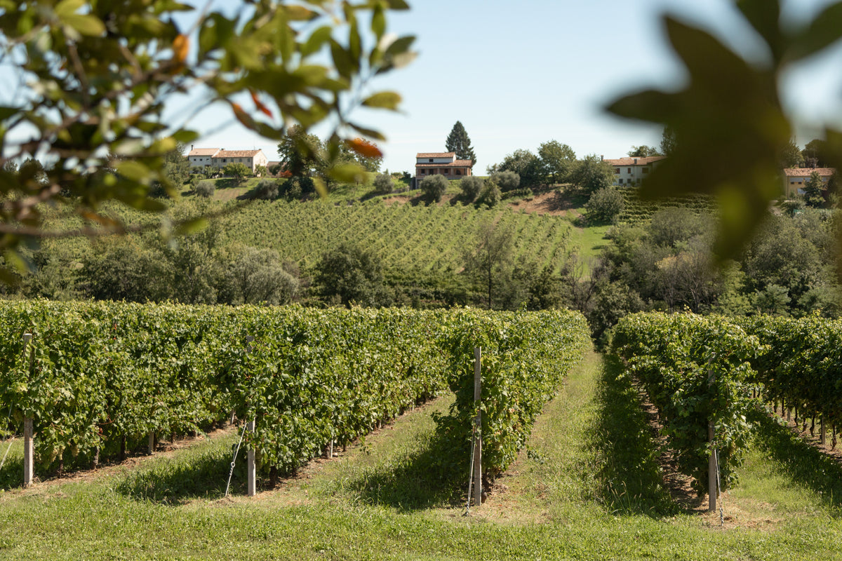 Prosecco DOC Metico Vino Frizzante, Vini Tonon