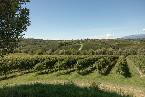 Pinot Grigio DOC Venezia 2024, Nave de Oro