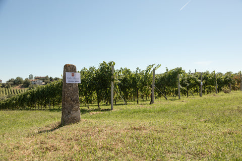 Pinot Grigio DOC Venezia 2024, Nave de Oro