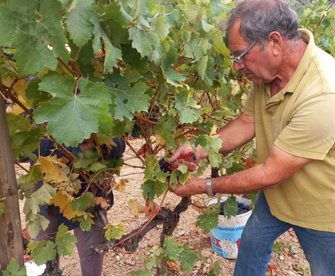 Encosta do Vale Galego Touriga National IG Tejo 2015, Adega M Cordeiro