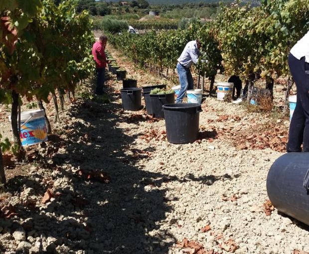 Encosta do Vale Galego Colheita Tinto 2023, Adega M. Cordeiro