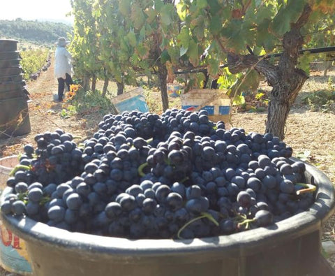 Encosta do Vale Galego Touriga National IG Tejo 2015, Adega M Cordeiro
