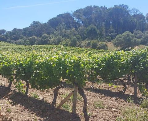 Encosta do Vale Galego Touriga National IG Tejo 2015, Adega M Cordeiro