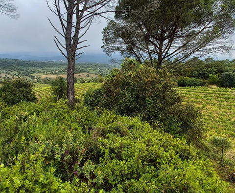 Encosta do Vale Galego Touriga National IG Tejo 2015, Adega M Cordeiro