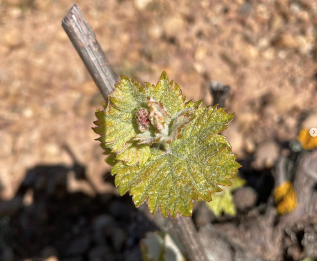 Verdejo DO Rueda 2024, Sotoverde