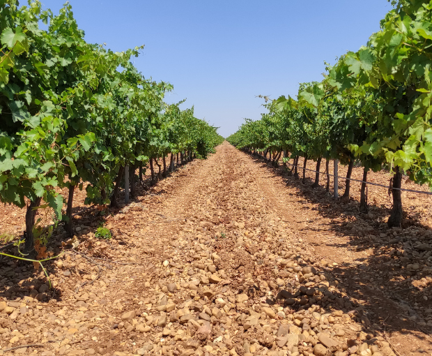 Verdejo DO Rueda 2024, Sotoverde