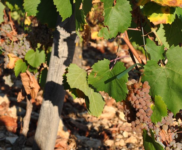 Pinot Noir VdF 2023, Angel Falls