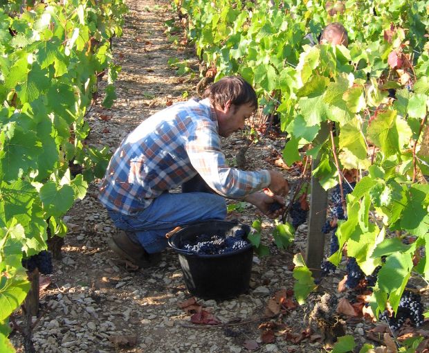 Pinot Noir VdF 2023, Angel Falls