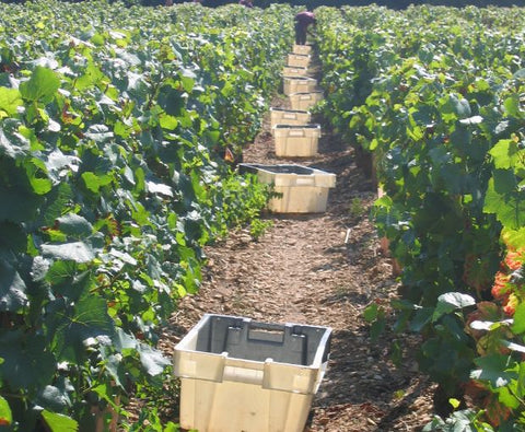 Pinot Noir VdF 2023, Angel Falls