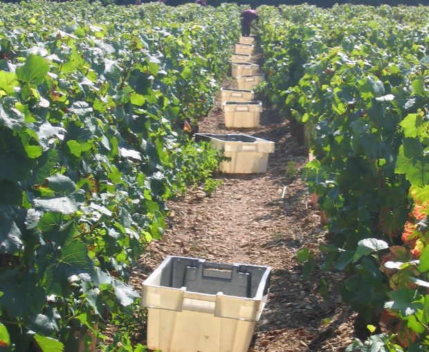 Pinot Noir VdF 2023, Angel Falls