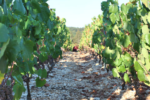 Pinot Noir VdF 2023, Angel Falls