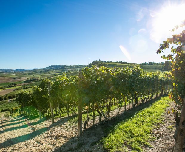 Gavi DOCG 2025, Antico Monastero