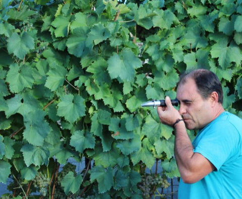 Colleita DO Ribeiro 2024, Antonio Montero