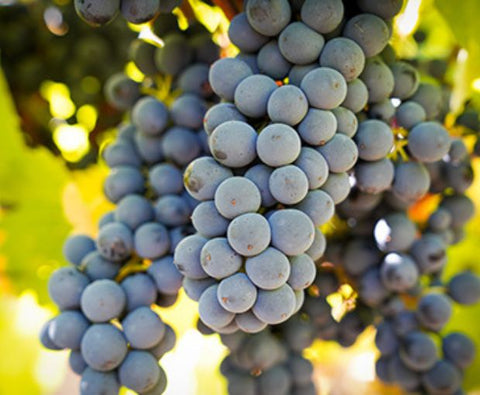 Zero Merlot Grenache Rouge Equilibre, Alcohol Free