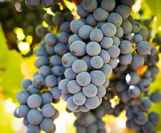 Zero Syrah Cabernet Rosé Equilibre, Alcohol Free