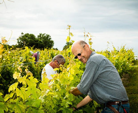 Merlot Cabernet Syrah 'Limited Release' Equilibre IGP Côtes de Thongue 2022, Domaine de l’Arjolle