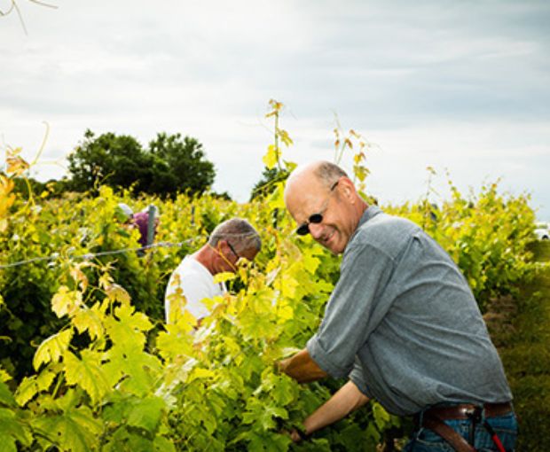 Zero Viognier Sauvignon Blanc Equilibre, Alcohol Free, Domaine de l’Arjolle