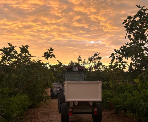 Viognier Sauvignon Equilibre IGP Côtes de Thongue 2024, Domaine de l’Arjolle
