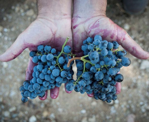 Merlot Cabernet Syrah 'Limited Release' Equilibre IGP Côtes de Thongue 2022, Domaine de l’Arjolle