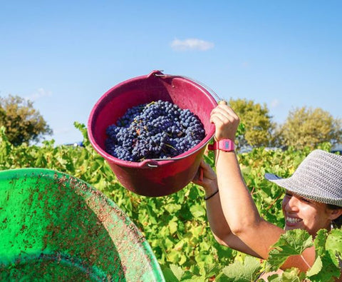 Viognier Sauvignon Equilibre IGP Côtes de Thongue 2024, Domaine de l’Arjolle