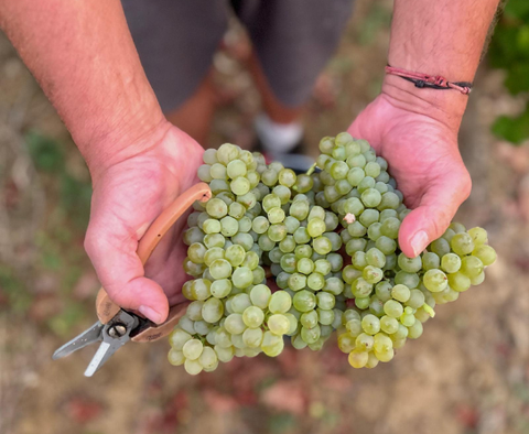 Viognier Sauvignon Equilibre IGP Côtes de Thongue 2024, Domaine de l’Arjolle