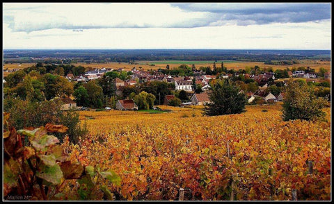 Enjoy fine Burgundy from Domaine Marchand Grillot. Available from Wine at Home.