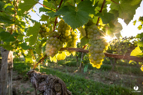 Cluster of Baroque Grapes Southwest France