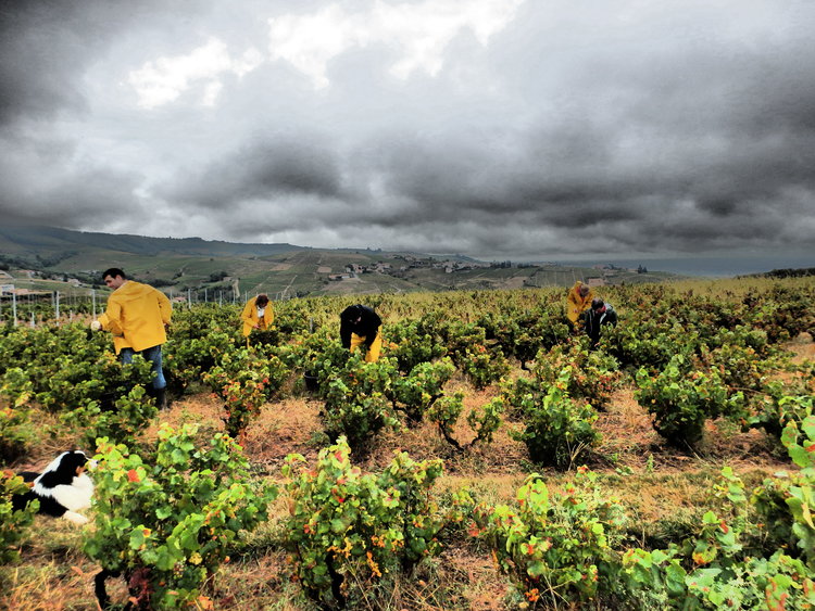 Beaujolais harvest Domaine Bodillard. Wine at Home.