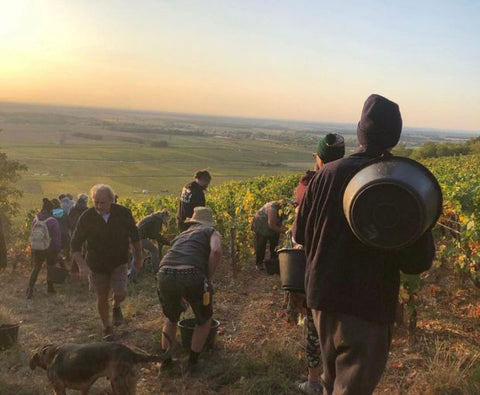 Nuits-Saint-Georges AOC Les Terrasses des Vallerots 2018, Bertrand et Axelle Machard de Gramont