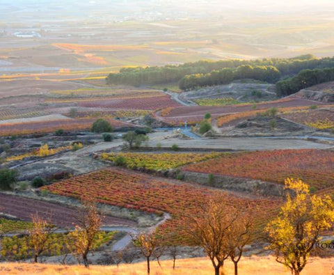 Rioja Alta DOCa Blanco Lagar de Cayo 2024, Quiroga de Pablo
