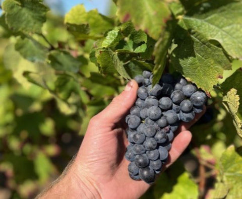 Beaujolais Les Seves Cuvée IIIB AOP 2018, Renaud Bodillard