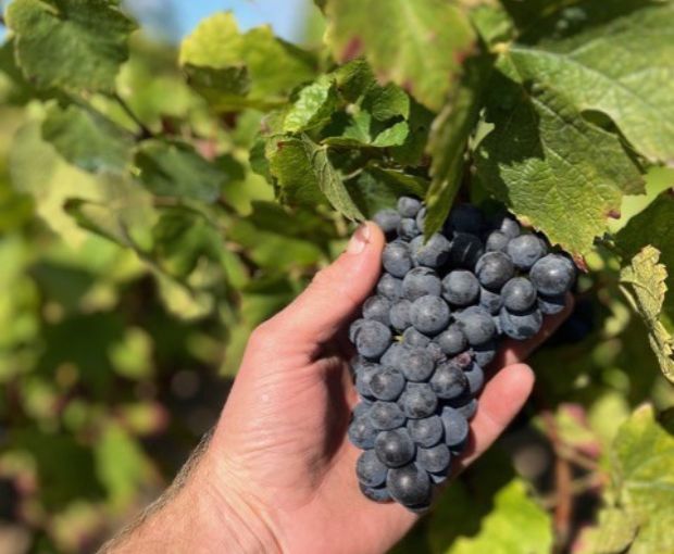 Beaujolais Villages Nouveau AOC 2026, Renaud Bodillard