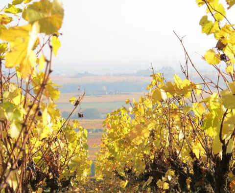 Beaujolais Les Seves Cuvée IIIB AOP 2018, Renaud Bodillard