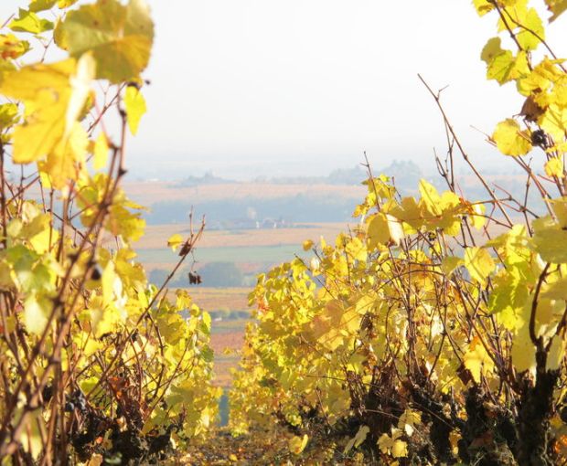 Morgon Corcelette Cuvee Thaddeus AOP 2015, Renaud Bodillard